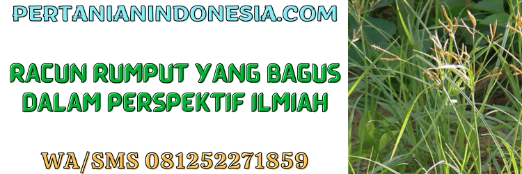 pestisida,herbisida,pestisida jenis herbisida,gulma,rumput liar,racun rumput,pertanian indonesia
